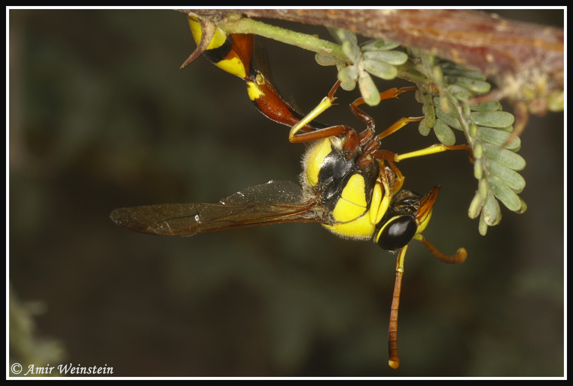 Vespidae Eumeninae d''Israele for ID
